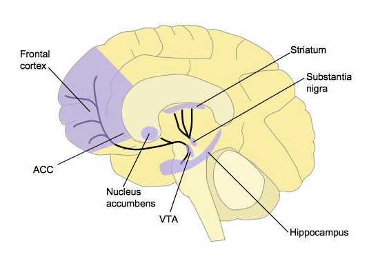 Dopamine pathways in the human brain